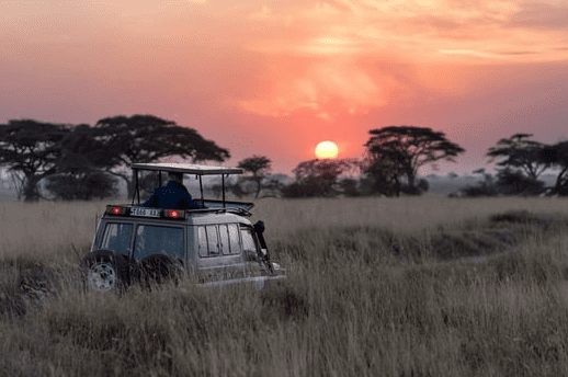 A car driving through the Safari during sunset