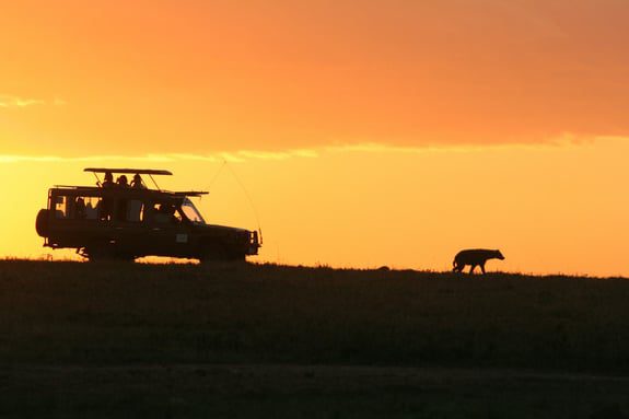 A silhouette of a car following an animal