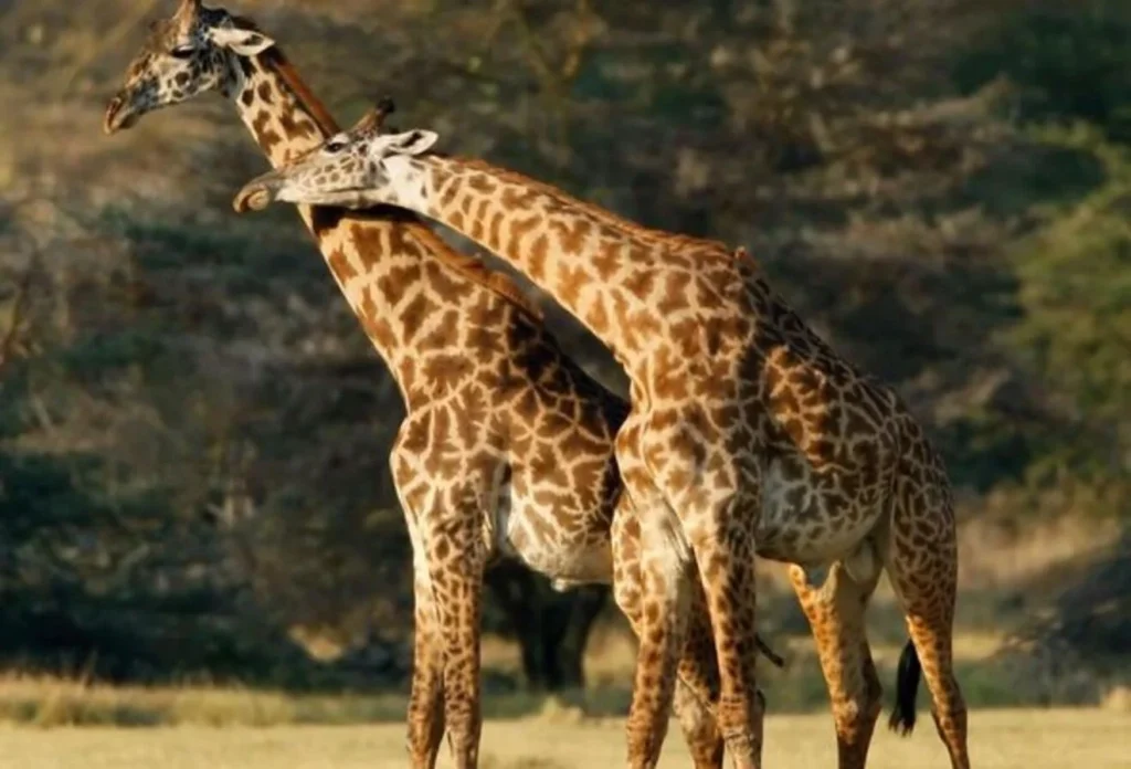Giraffe