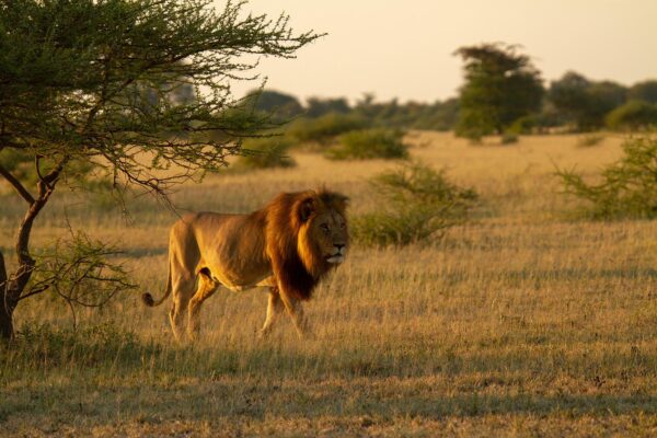 Lion
