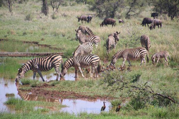 zebra