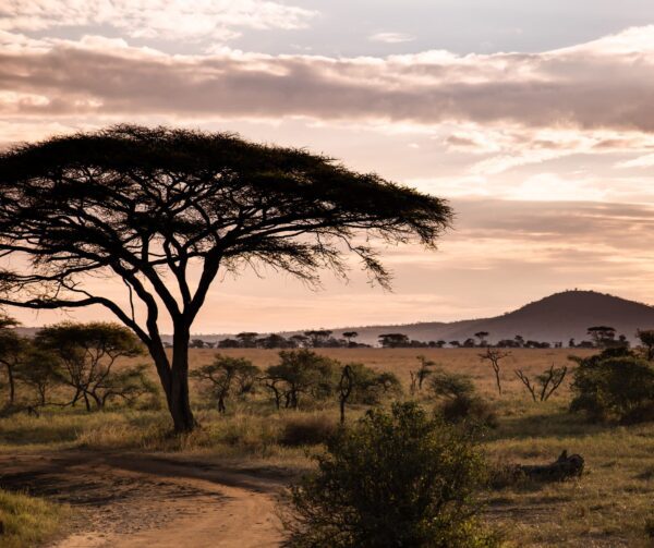 Safari
