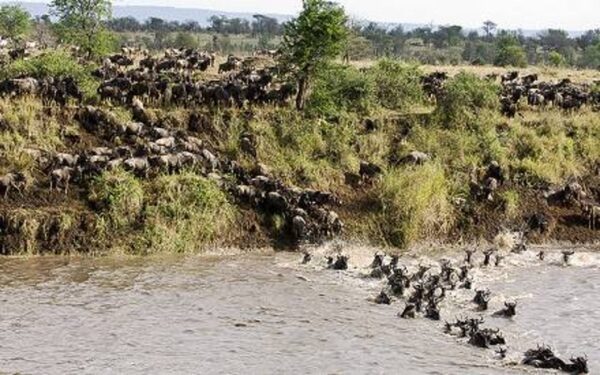 animals on water