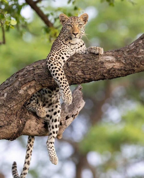 leopard