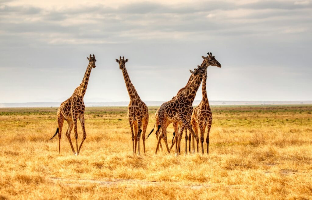 Giraffes