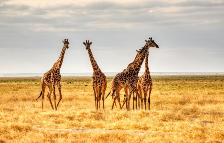 Giraffes