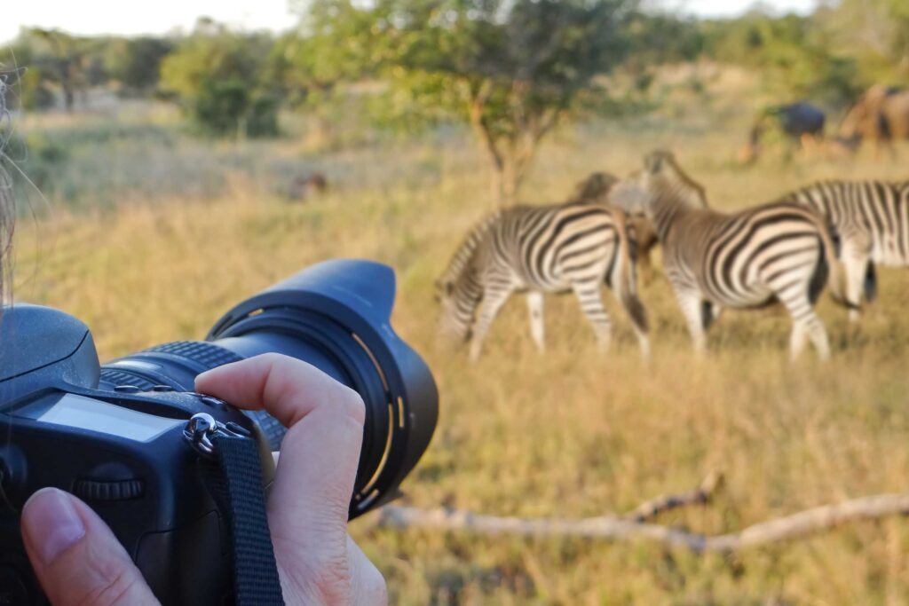 Photographer taking pictures of zebras
